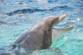 Bottlenose dolphin